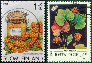 Moltebeere auf Briefmarken
